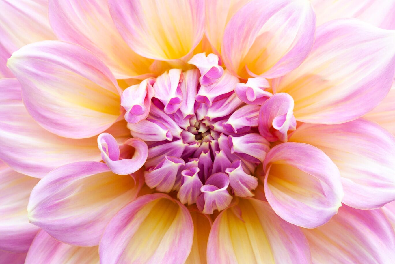 dahlia macro photo