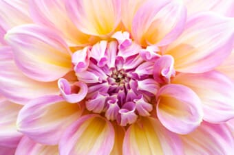 dahlia macro photo