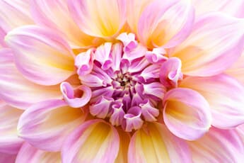 dahlia macro photo