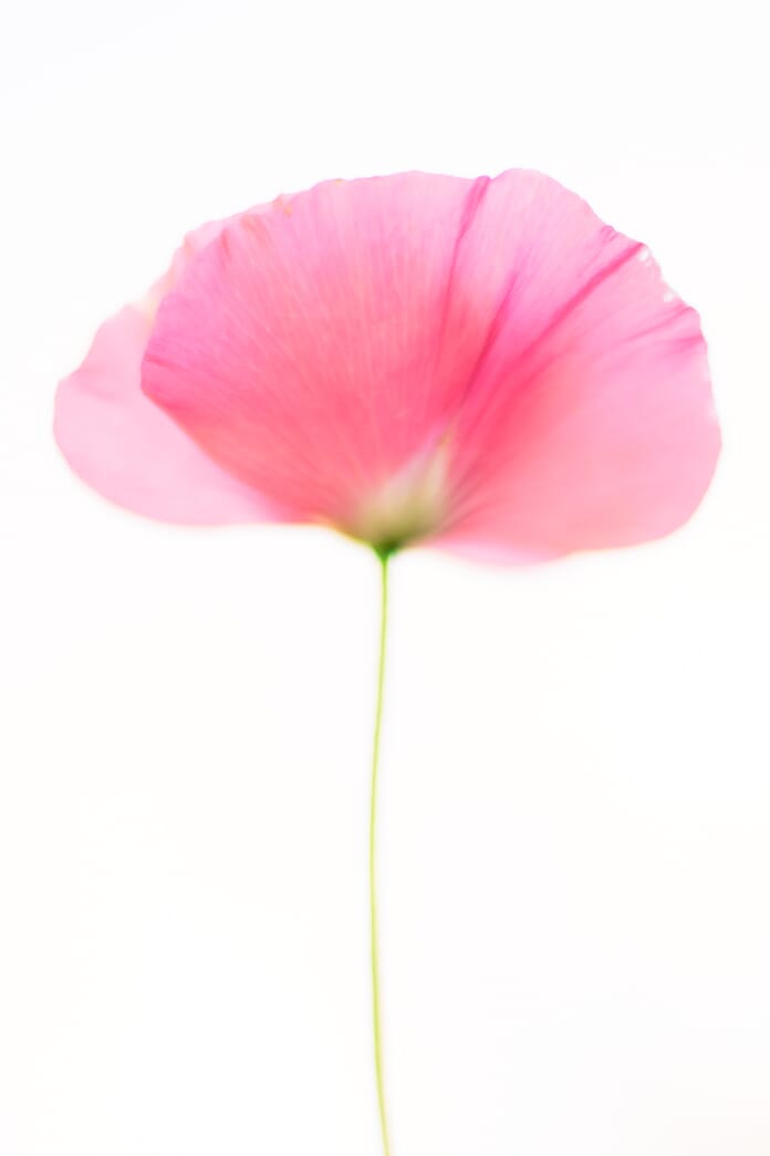 high-key poppy