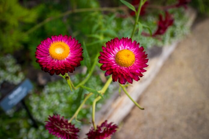 Photography lessons for kids - aperture