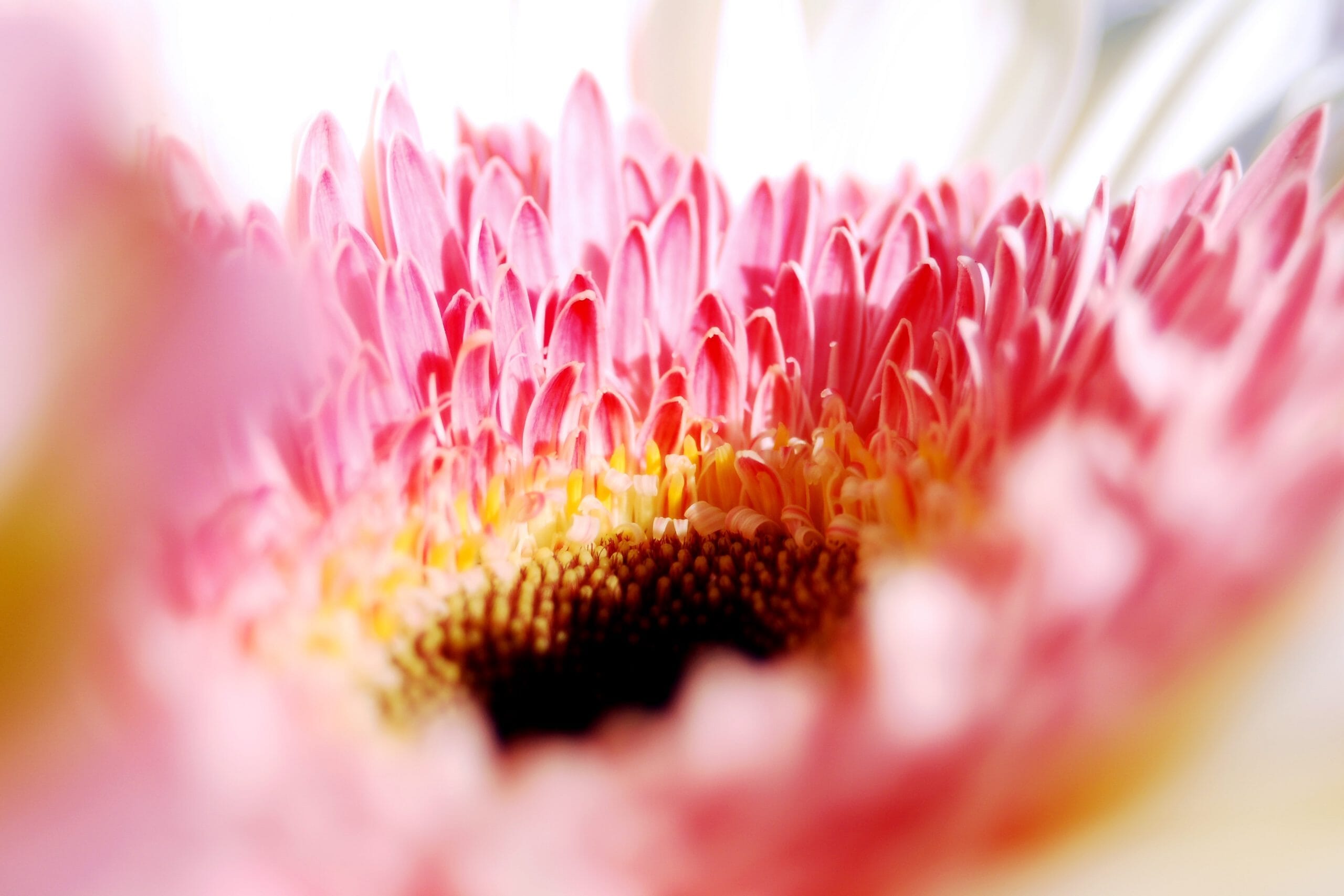 best macro cameras