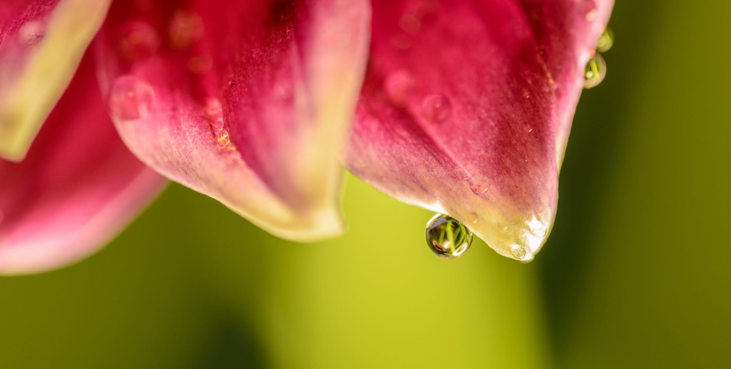 macro photography - camera buying guide