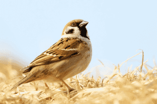 bird photo