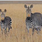 photo taken on a safari of zebras