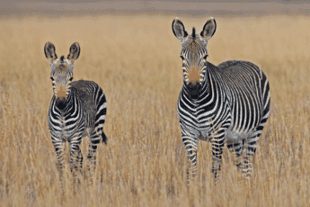 photo taken on a safari of zebras