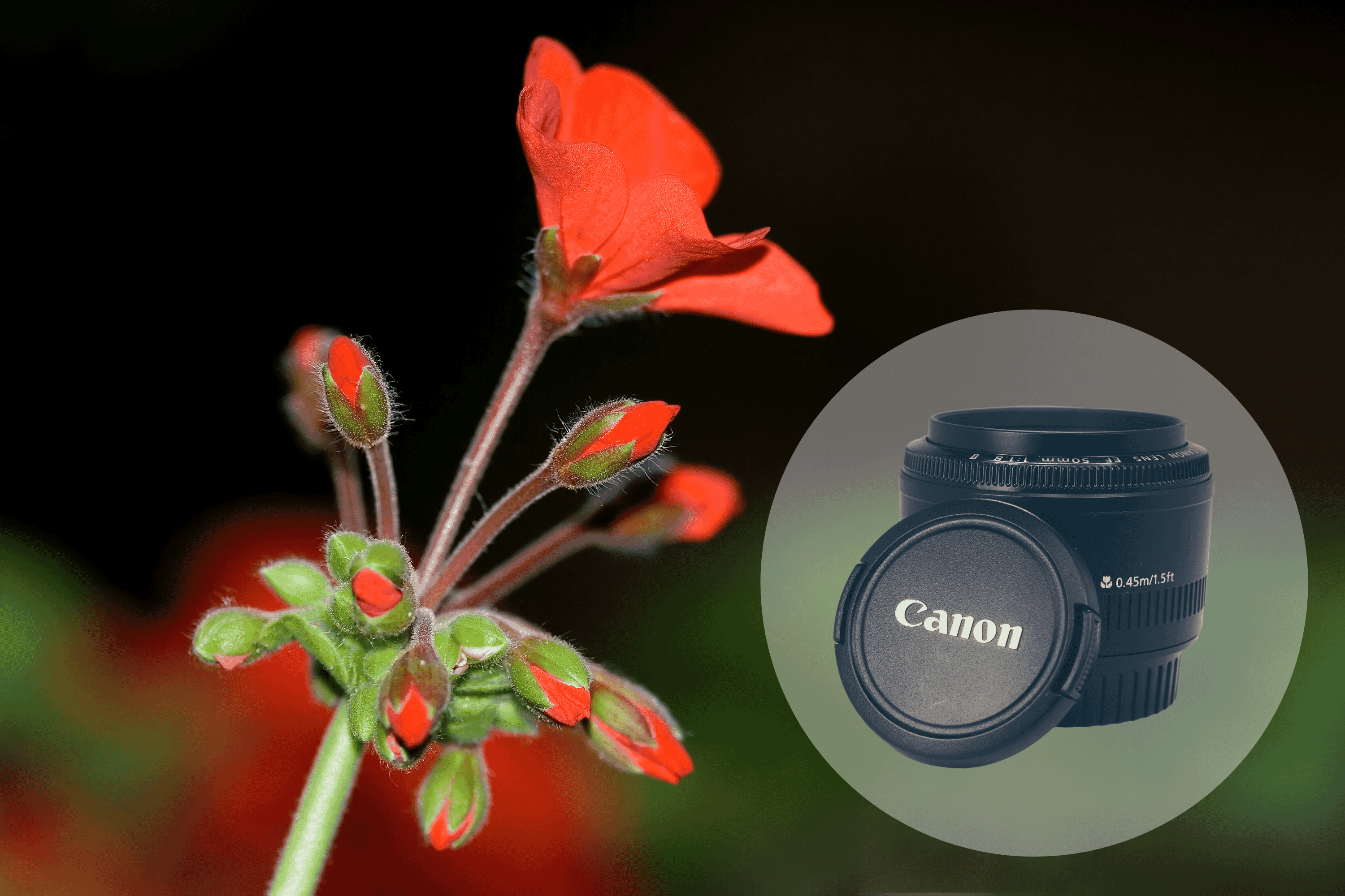 The Best Macro Lens for Canon in 2022 (Top 11 Picks)