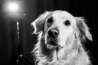 Golden retriever in black and white with a flash burst in the background.