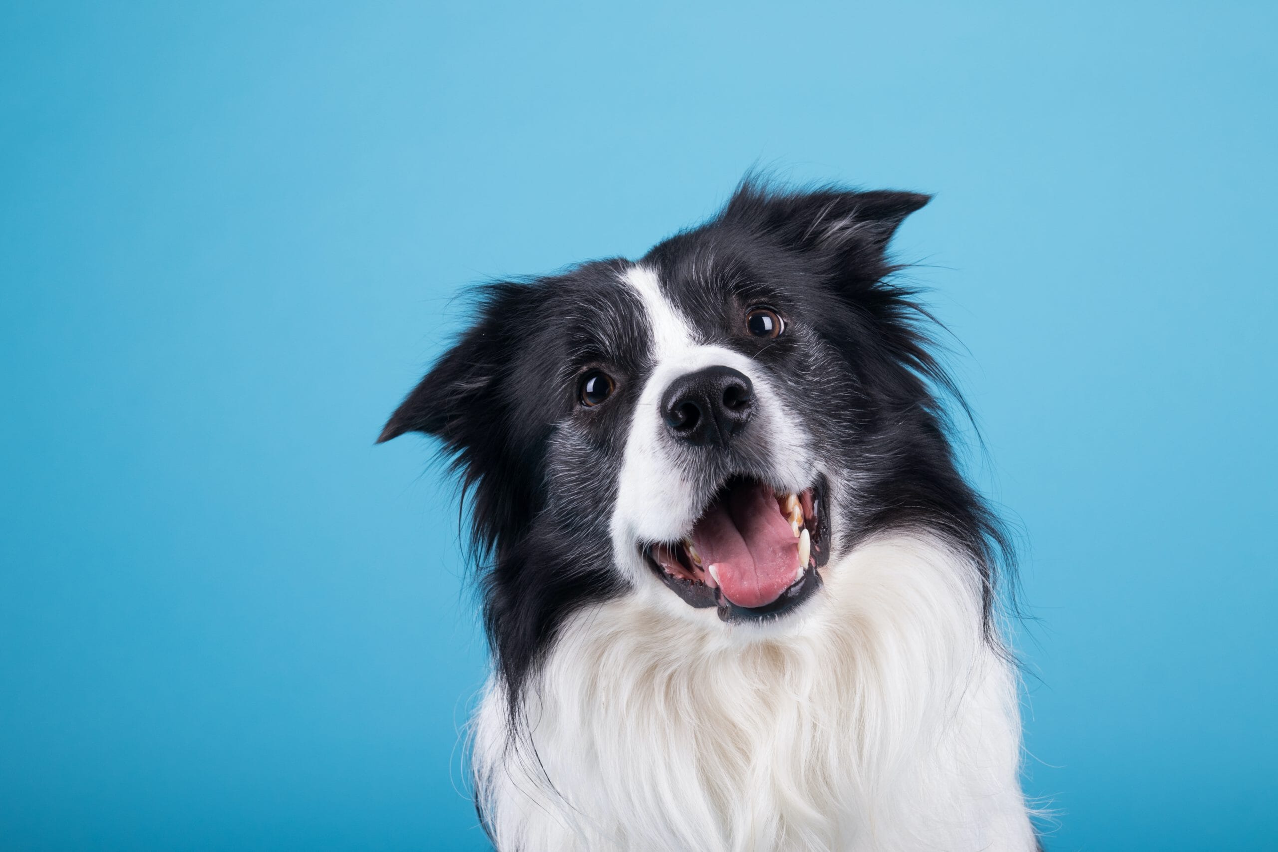 Pet Portrait