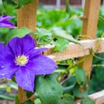 garden photography tips