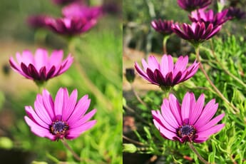 Two different photos of some purple flowers shot with different apertures, the left with an aperture of f/2 and the right with an aperture of f/22.