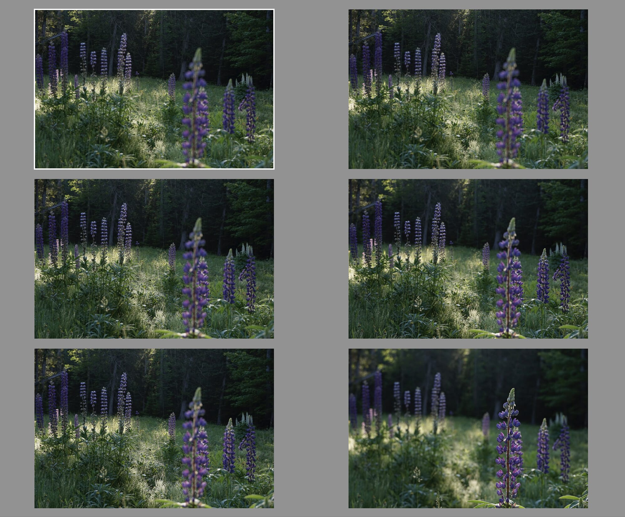 A Beginners Guide to Focus Stacking in Lightroom and