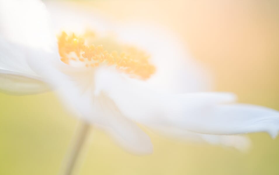 Manual Focus Mode: The Ultimate Guide