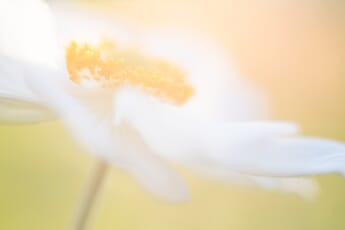 manual focus example
