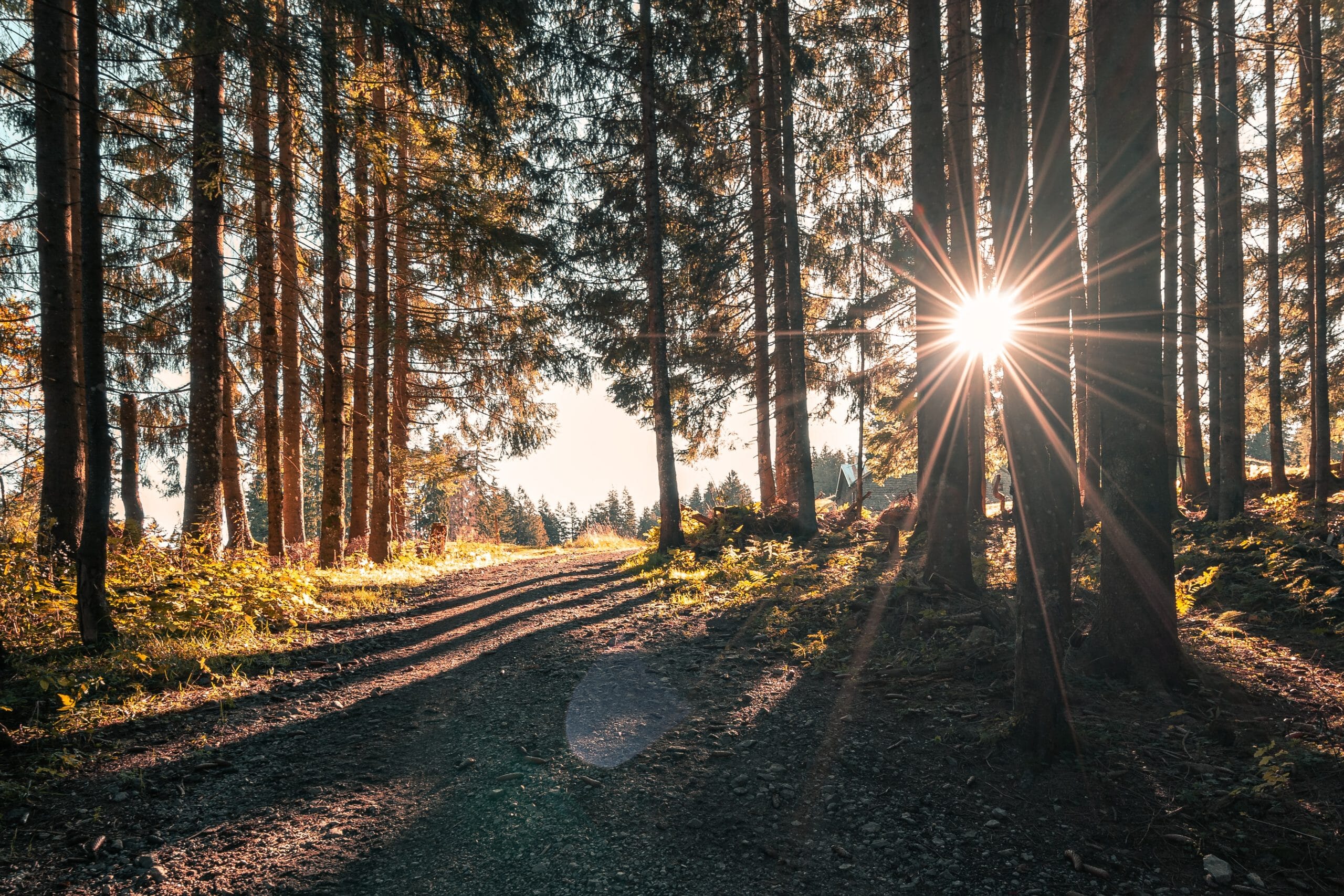 Master Sun Flare Photography: 9 Tips for Gorgeous Sun Flare Results