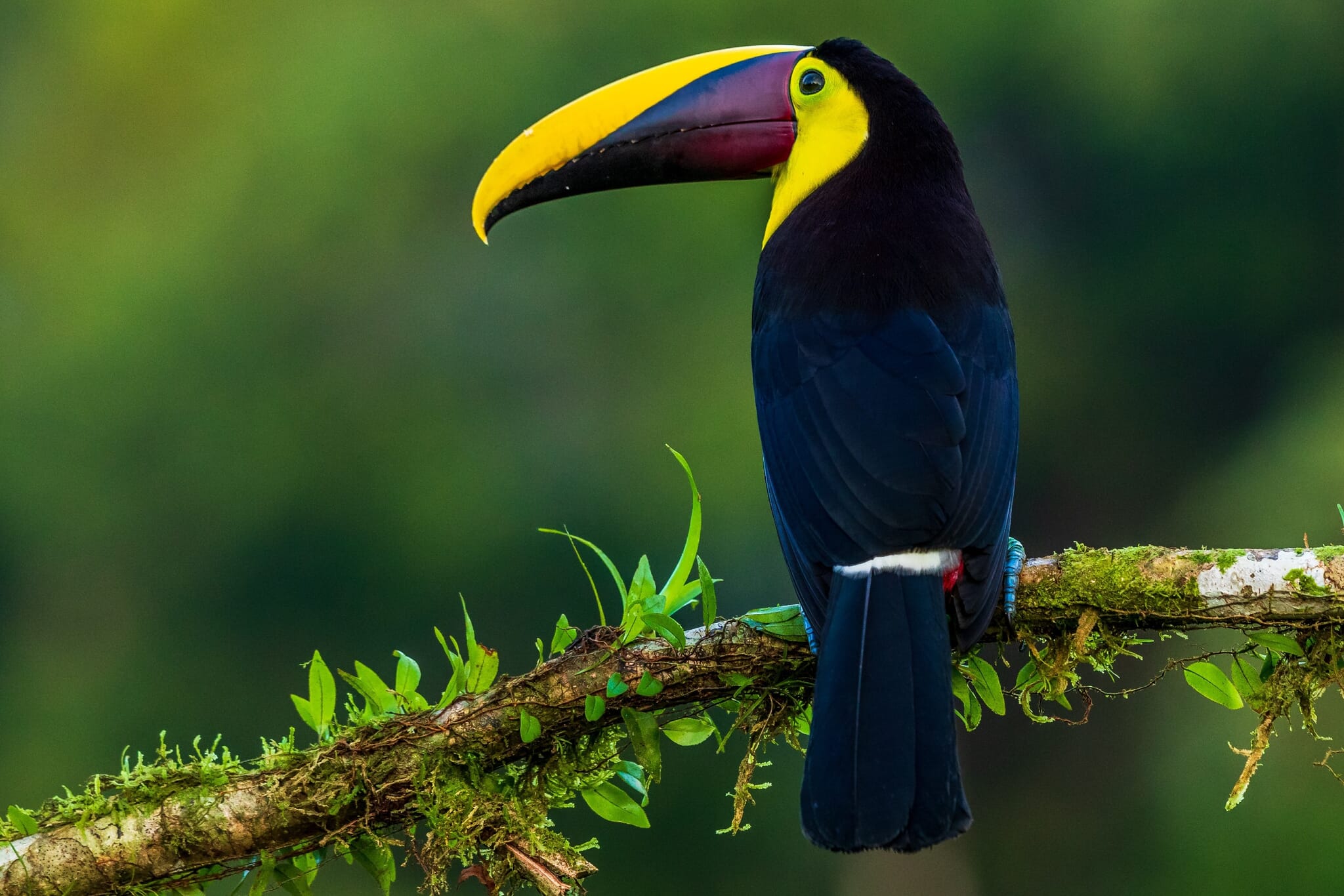 Fill the Frame: A Simple Way to Improve Your Photographic Compositions