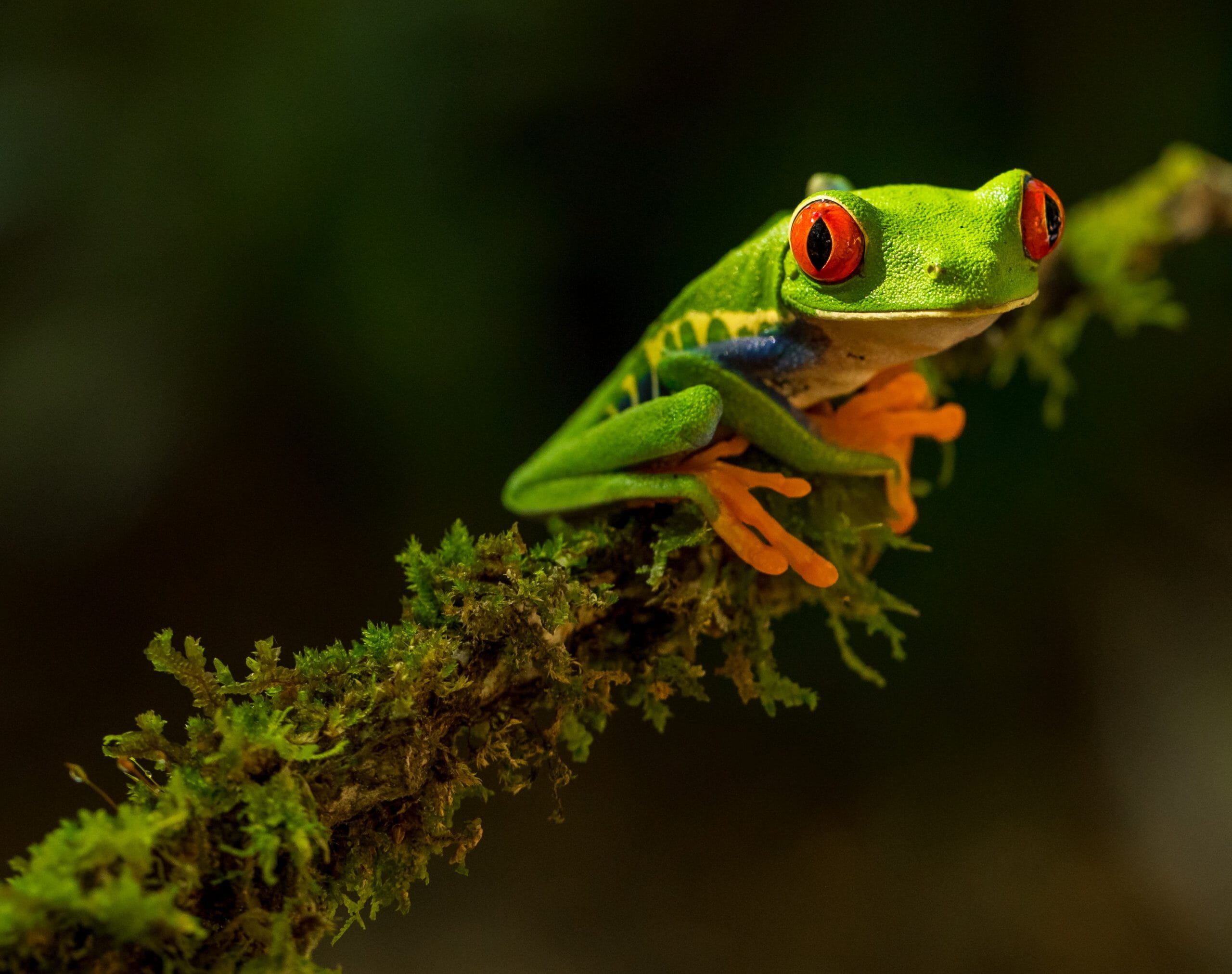 Composition in Photography: The Ultimate Guide to Principles of Composition
