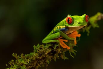Close-up of a green frog with bright red eyes and orange feet perching on a mossy branch.