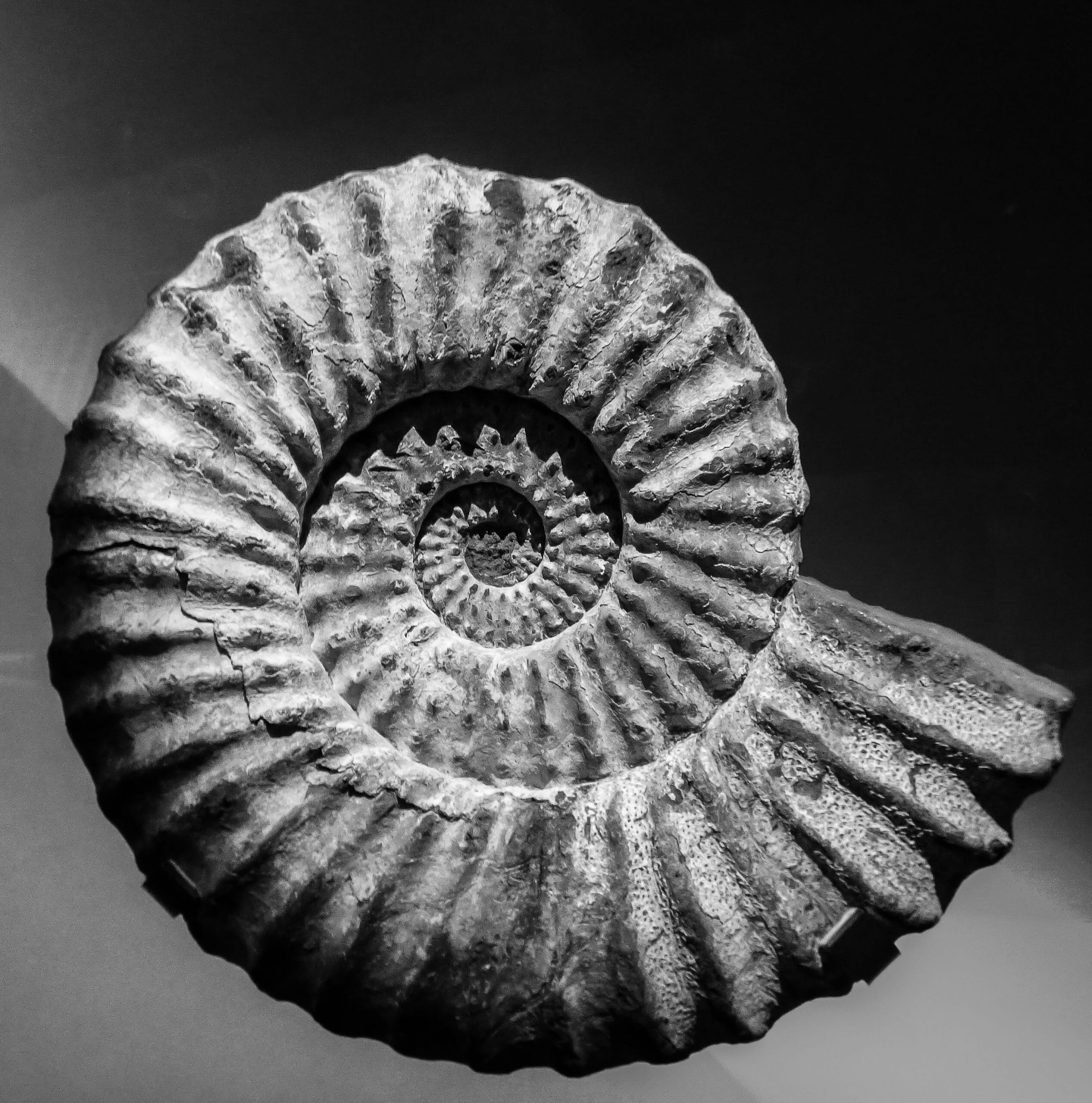 The Golden Ratio in Photography: A Comprehensive Guide