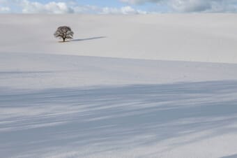 Landscape shot of a lonely dried-up tree out in the field covered entirely with snow on a cold winter morning.