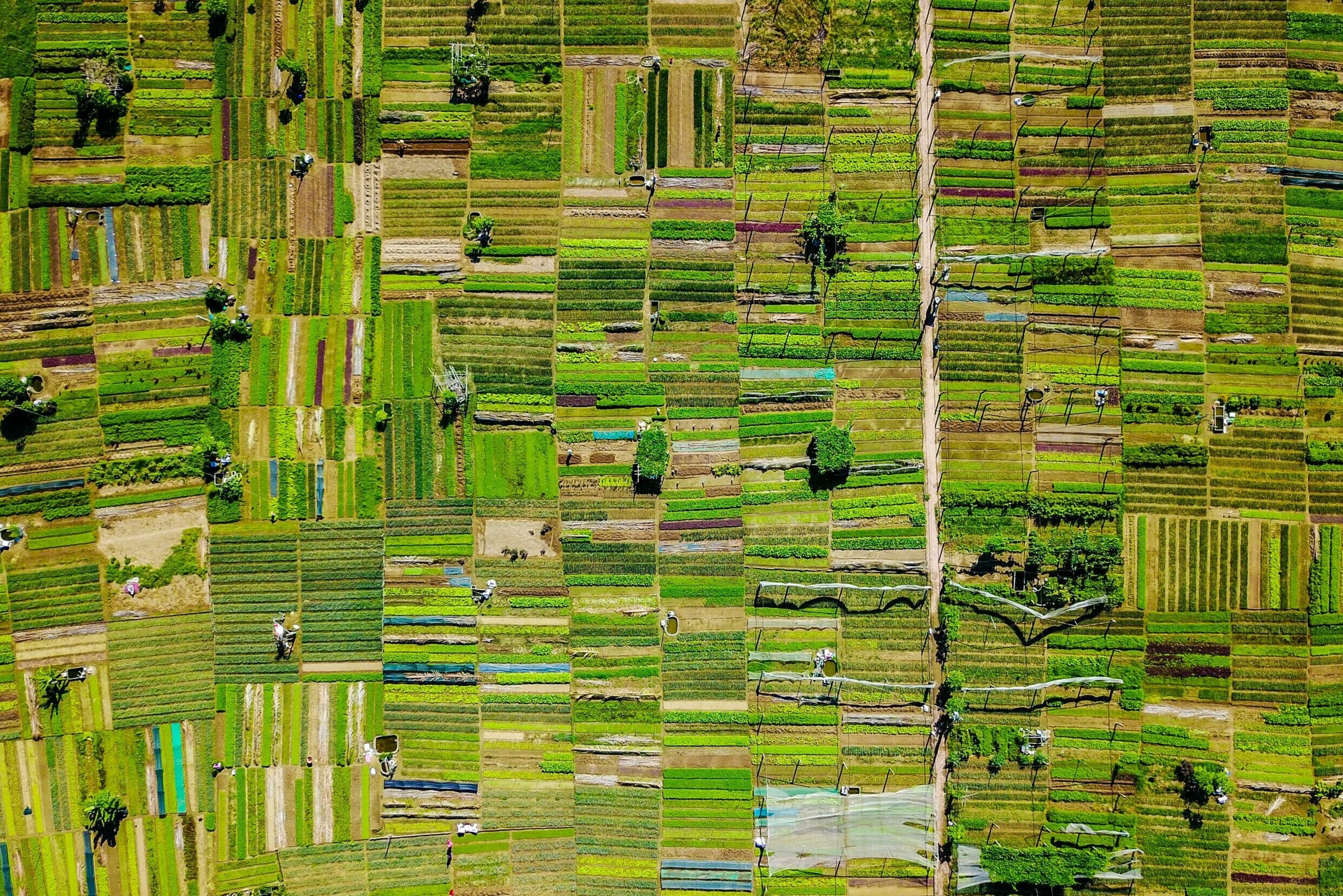 Pattern of a patch of green fields shot from above.