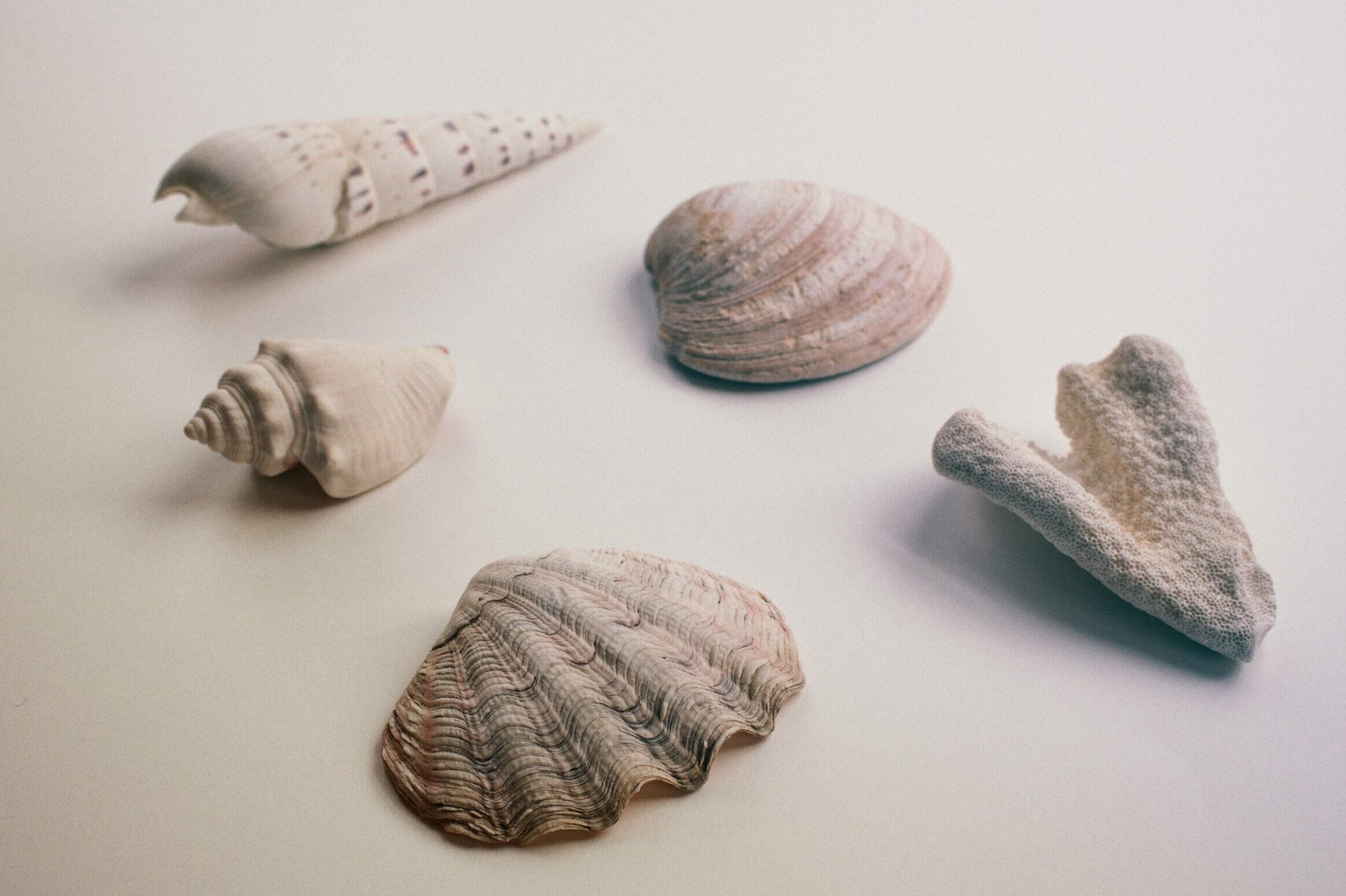 Rule of odds: 5 shells on white background.