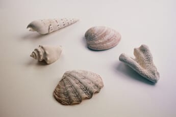Rule of odds: 5 shells on white background.