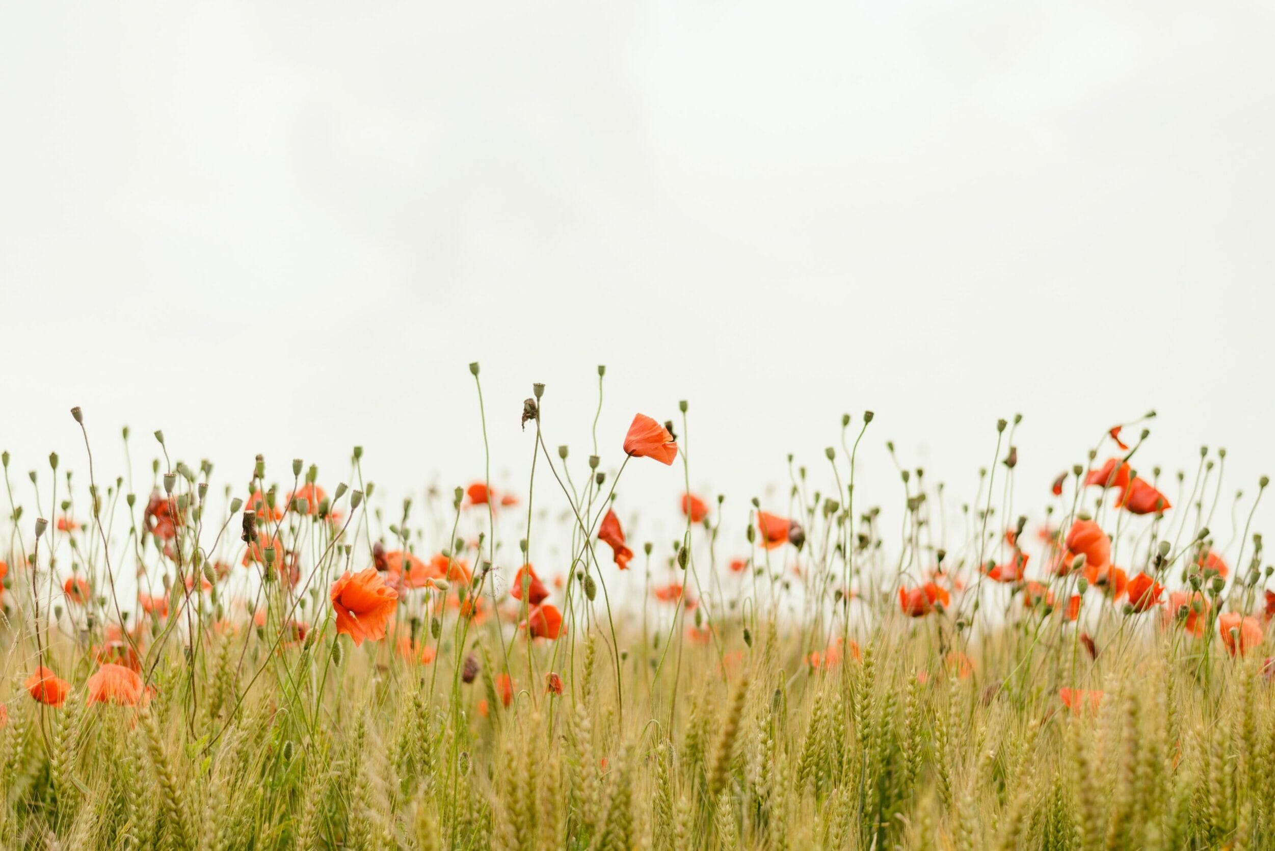 rule of thirds in photography shown by flowers in the field and a 2/3 sky above.