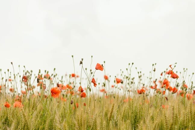 rule of thirds in photography shown by flowers in the field and a 2/3 sky above.