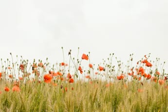 rule of thirds in photography shown by flowers in the field and a 2/3 sky above.