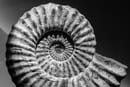 Close-up of a spiral shell fossil in black and white.