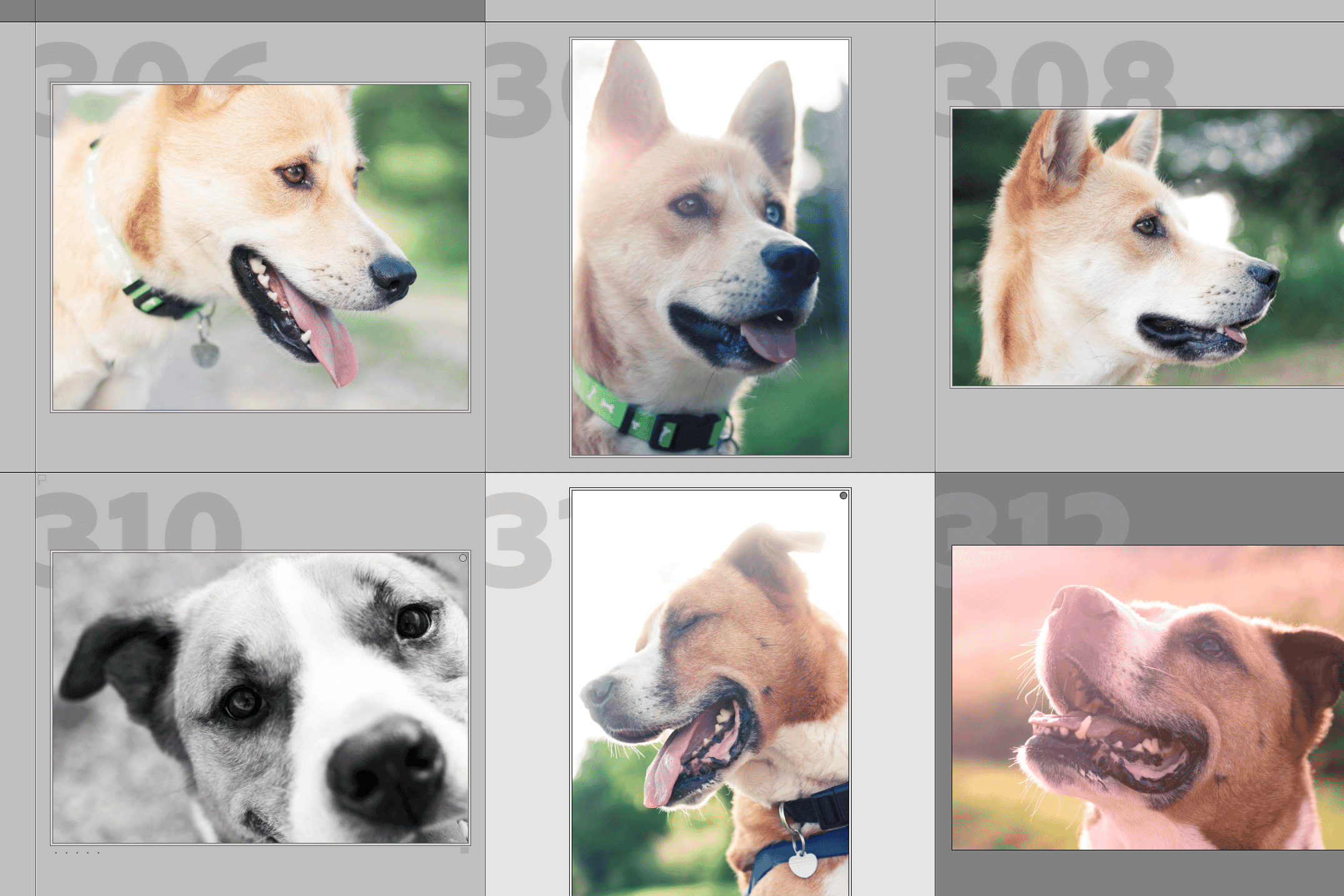 lightroom batch editing with multiple dog images selected.