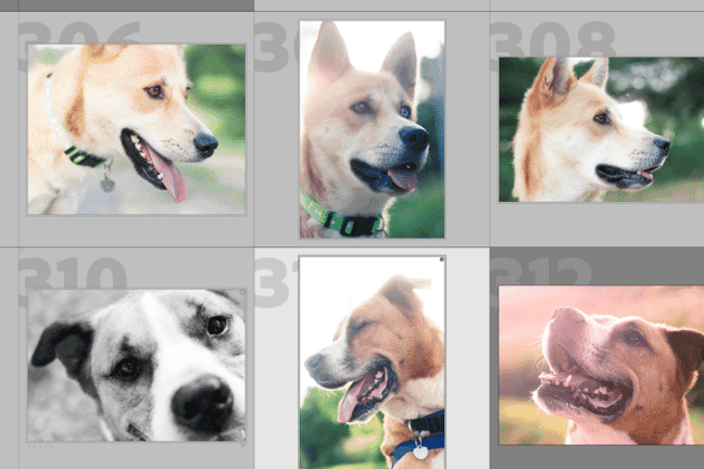 lightroom batch editing with multiple dog images selected.