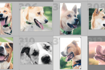 lightroom batch editing with multiple dog images selected.