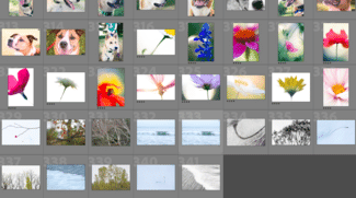 organized photos