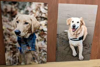 Nations Photo Lab metal prints of dogs