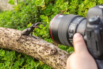 Capturing a beetle with a sharp canon macro L lens outdoors.