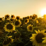 sunflower photoshoot ideas