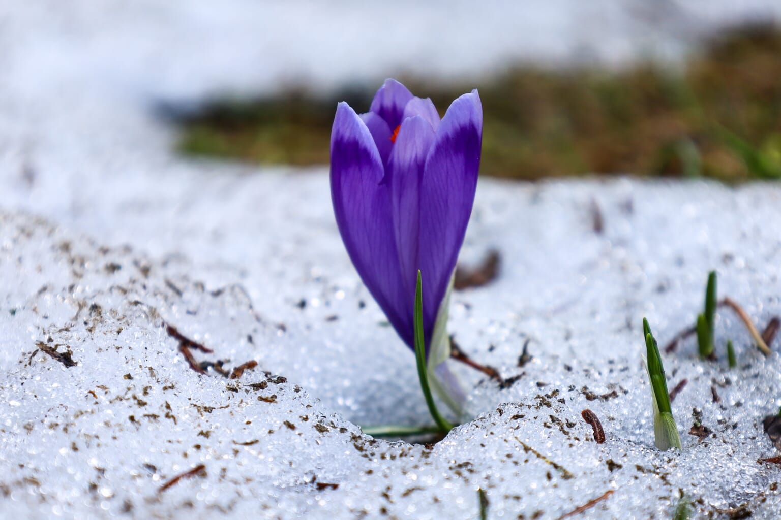 Spring Photoshoot Ideas (15 Creative Tips to Get You Inspired)