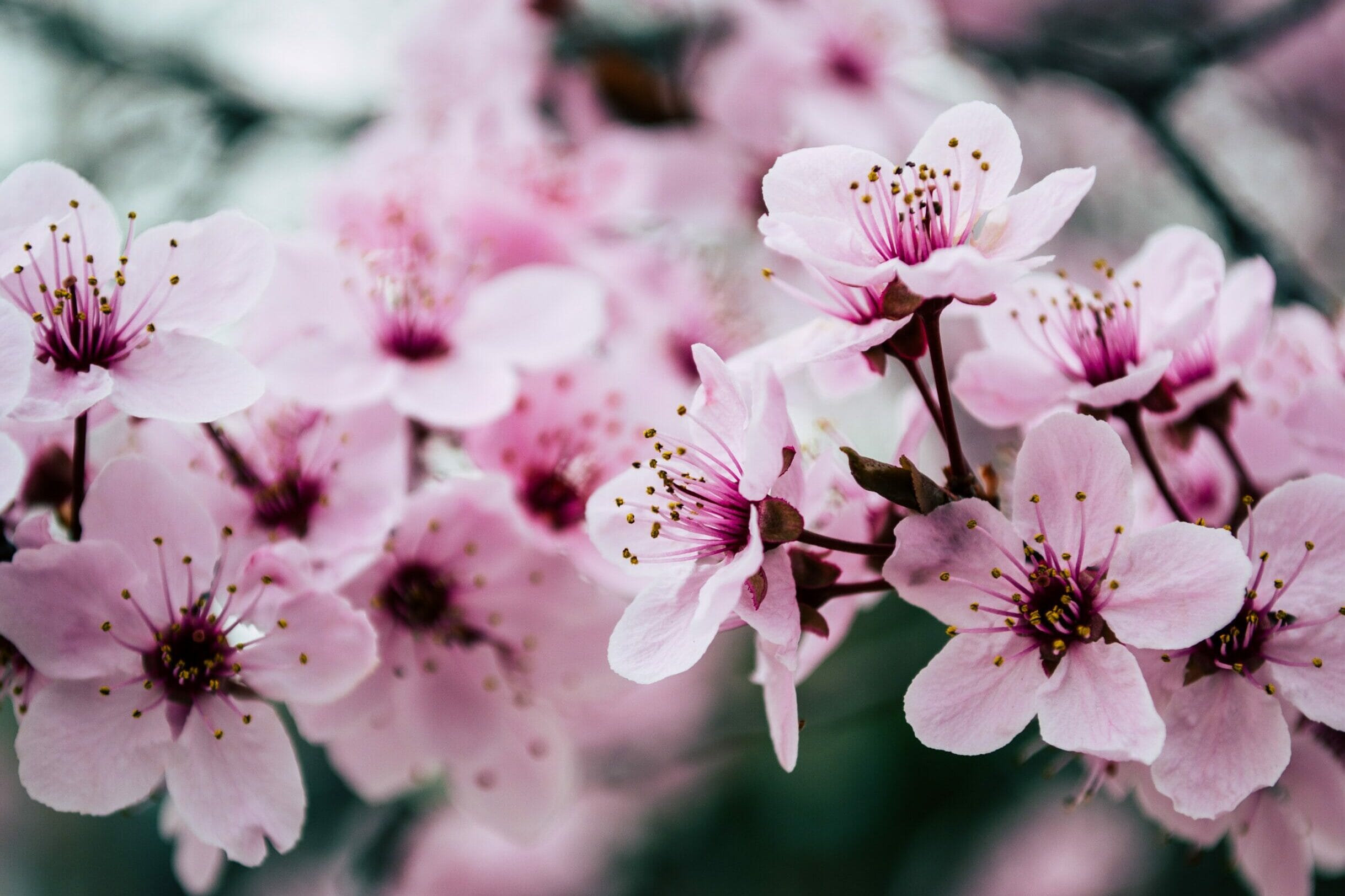Cherry Blossom Photography Tips