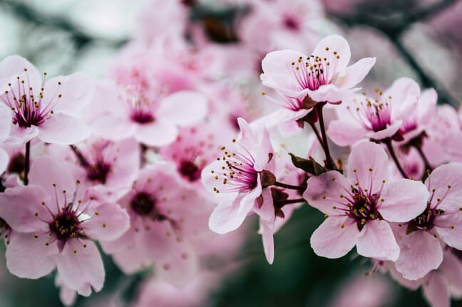 Cherry Blossom Photography Tips