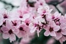 Cherry Blossom Photography Tips