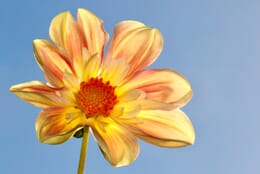 Yellow flower with blue sky in the background