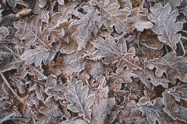 Close-up of frosty brown leaves on the ground.