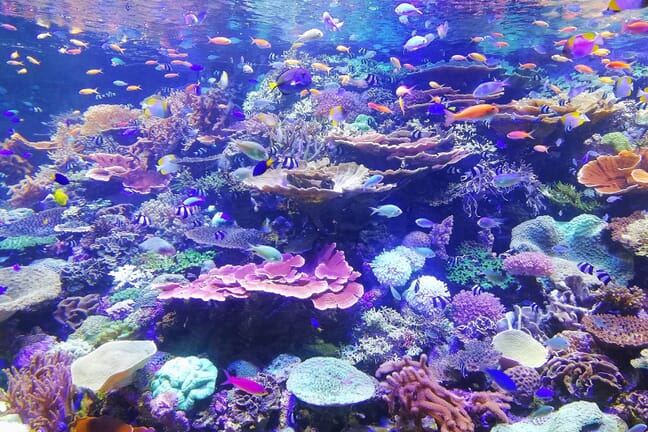 A bright coral reef near the ocean surface with colorful fish.