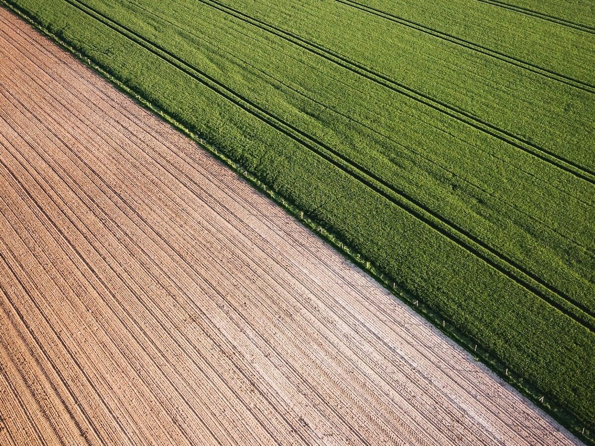 Cron field and green grass cut by a diagonal line.