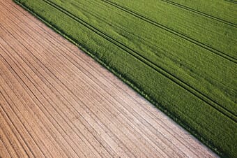 Cron field and green grass cut by a diagonal line.