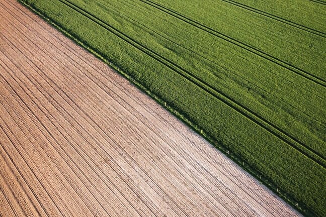 Cron field and green grass cut by a diagonal line.