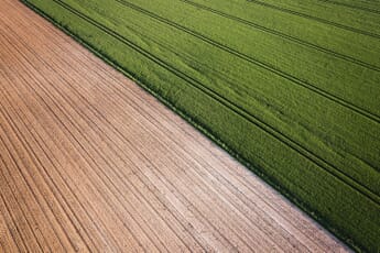 Cron field and green grass cut by a diagonal line.