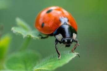 Close-up of a red ladybug with a black and white head walking atop tiny green leaves against a blurry green background.